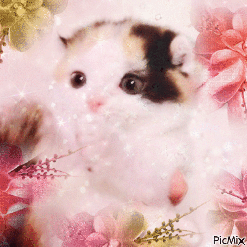 Kitten - GIF animé gratuit