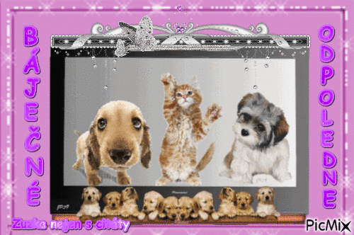 pes kočka televize - GIF animado grátis