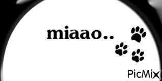 miaw - Free PNG