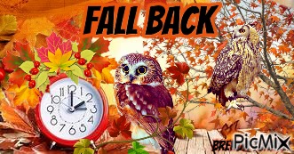 autumn owl - бесплатно png