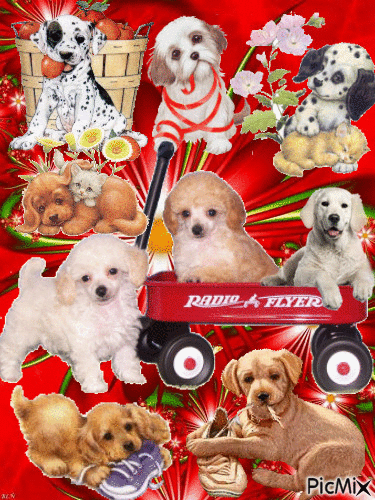 9 dogss and a cat doing different little cute things, there is a little red wagon, all on a background of red. - Kostenlose animierte GIFs
