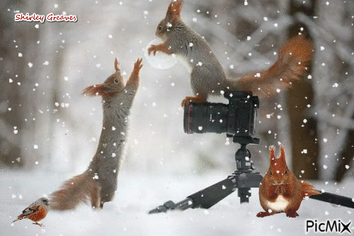 Squirrels - GIF animé gratuit