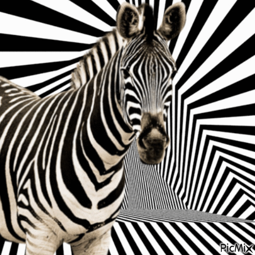 zebra - GIF animado grátis