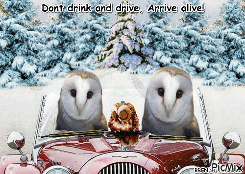OWL NOT DRINK AND DRIVE - Zdarma animovaný GIF