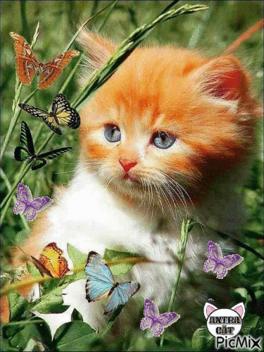 gatto con farfalle - GIF animasi gratis