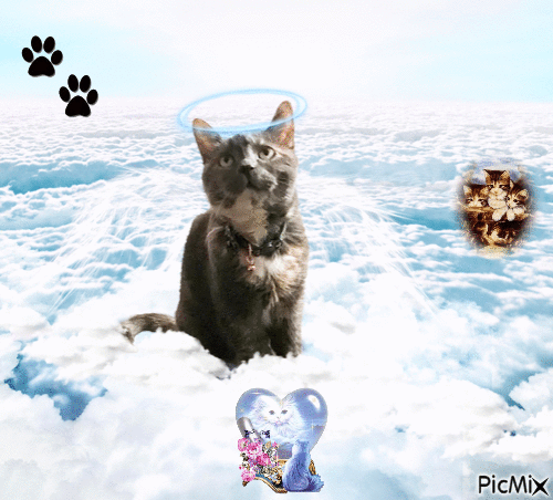 just a picot your cat twin - GIF animasi gratis