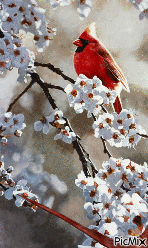Pájaros rojos - Free animated GIF