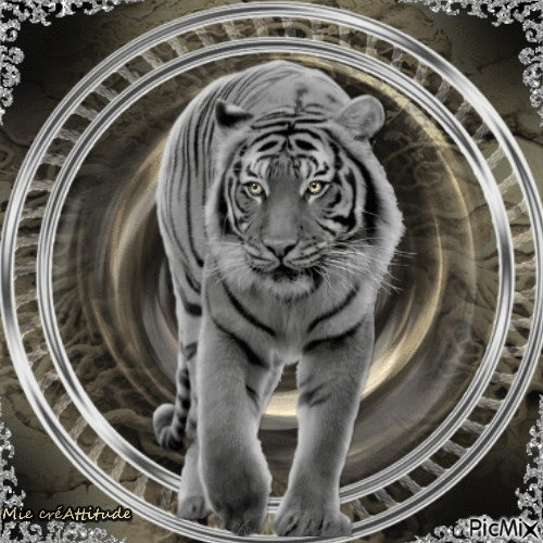La beauté d'un tigre - Animovaný GIF zadarmo
