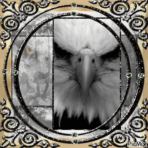 Aigle pygargue à tête blanche - Gratis animerad GIF