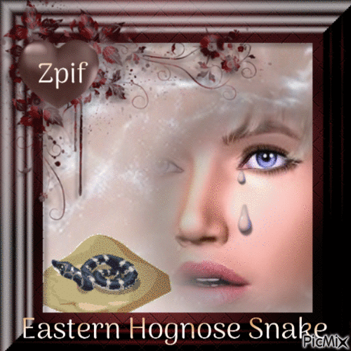 Eastern hognose snake - GIF animate gratis