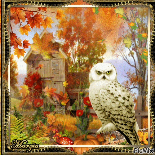 Autumn owl - GIF animé gratuit