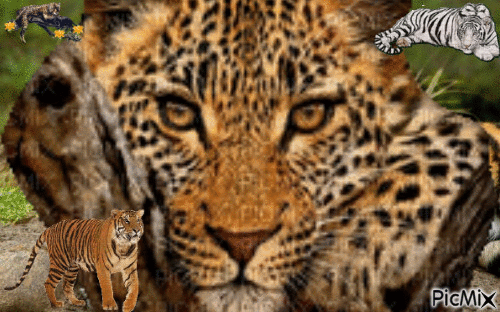Beautiful tiger - Gratis animerad GIF