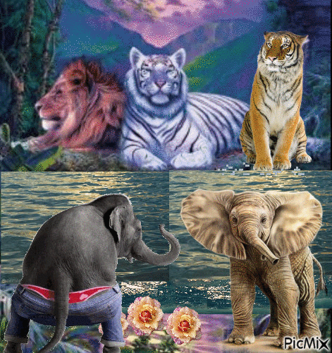 Tigers, Lions & Elefants - Free animated GIF