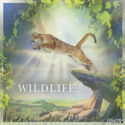 -Wildlife- - Ingyenes animált GIF