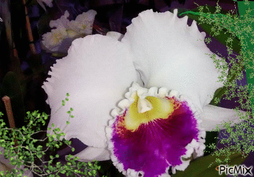 Minha Orquidea - Gratis geanimeerde GIF