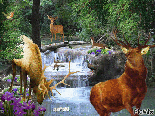 nature et animaux - GIF animé gratuit