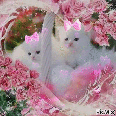 chatons - GIF animate gratis