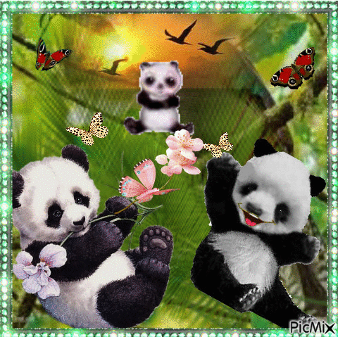 Pandi Panda - Zdarma animovaný GIF