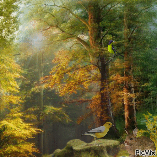Im Wald - In the forest - Animovaný GIF zadarmo