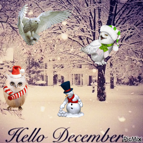 December owl - Besplatni animirani GIF