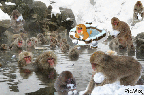Macaques - 無料のアニメーション GIF