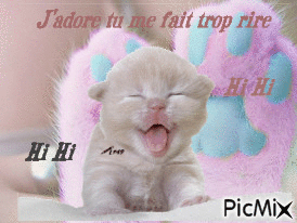 hihi pti chat miaou mimi!! - GIF animate gratis