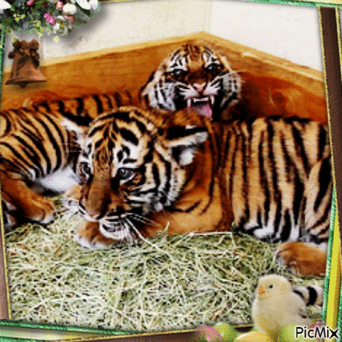 Tigres - GIF animado grátis