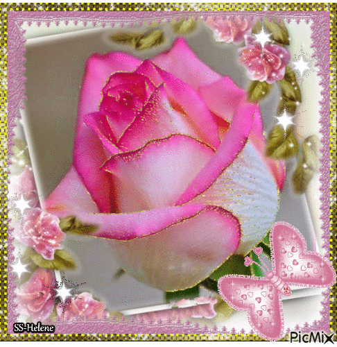 White and pink rose. - GIF animado grátis