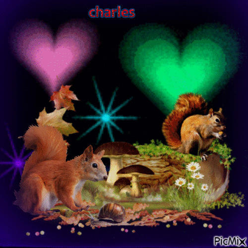 écureuils - Gratis animerad GIF
