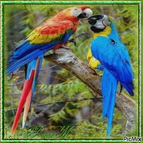 parrots - Nemokamas animacinis gif