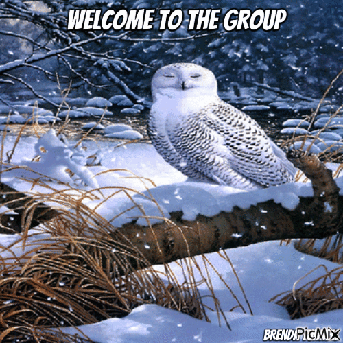winter welcome owl - Ingyenes animált GIF