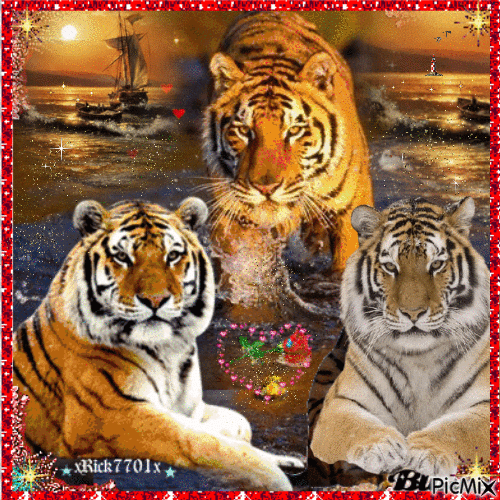 Pretty Bengal Tigers   3-24-24   xRick7701x - Gratis animeret GIF