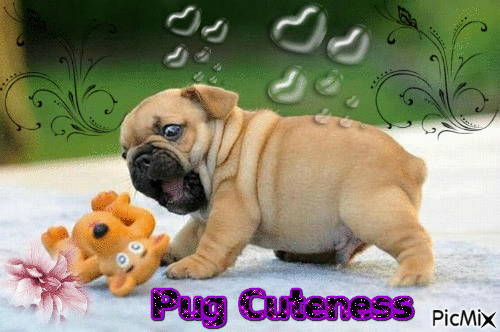 Pug cuteness - Bezmaksas animēts GIF