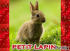 petit lapin - GIF animé gratuit