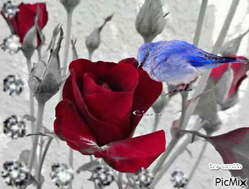 rosa rossa - Бесплатный анимированный гифка
