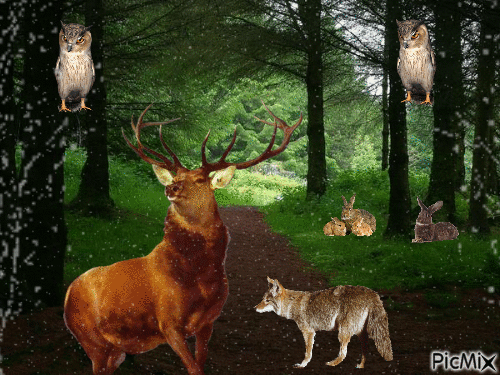 Im Wald - Darmowy animowany GIF