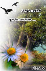 corbeaux - PNG gratuit