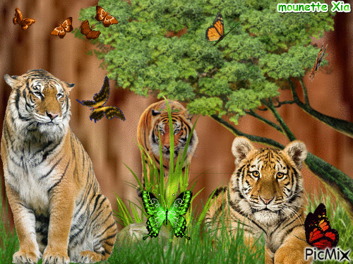 les tigres - Gratis animeret GIF