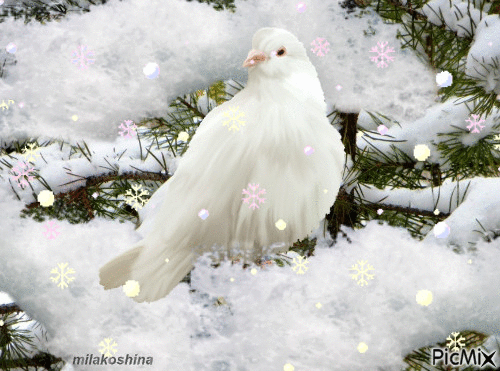 Февраль,зима,белый голубь - Bezmaksas animēts GIF