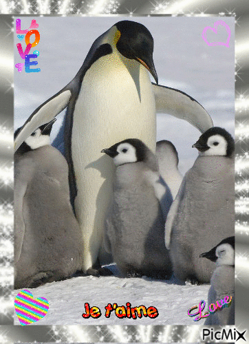 pingoin - Animovaný GIF zadarmo