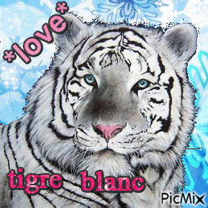Tigre blanc - GIF animado grátis
