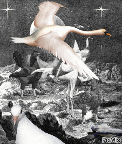 Aves en blanco y negro - Gratis geanimeerde GIF