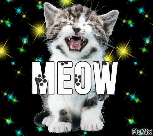 Meow - Ingyenes animált GIF