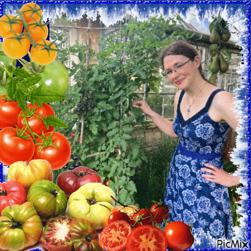 Tomato Harvest Portrait - GIF animé gratuit