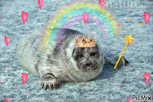 baby seal king - Δωρεάν κινούμενο GIF