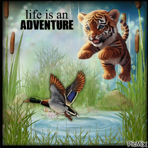 LIFE IS AN ADVENTURE - Free animated GIF