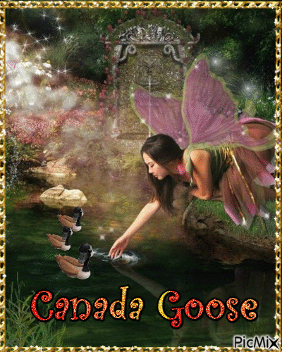 Canada Goose - Free animated GIF
