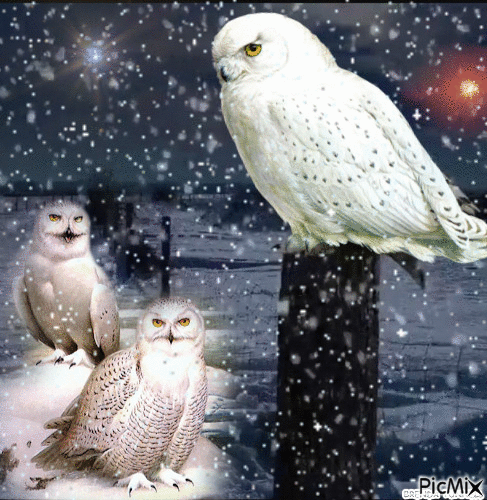 SNOWY OWL 4 - Zdarma animovaný GIF