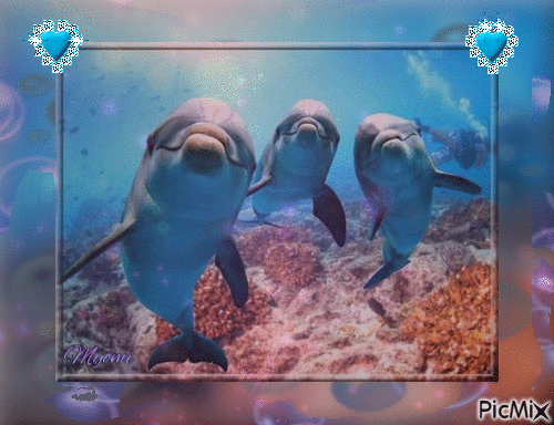 dauphins - 無料のアニメーション GIF