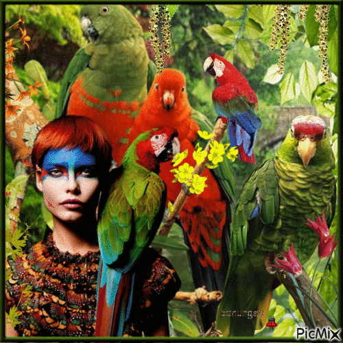perroquets - Besplatni animirani GIF